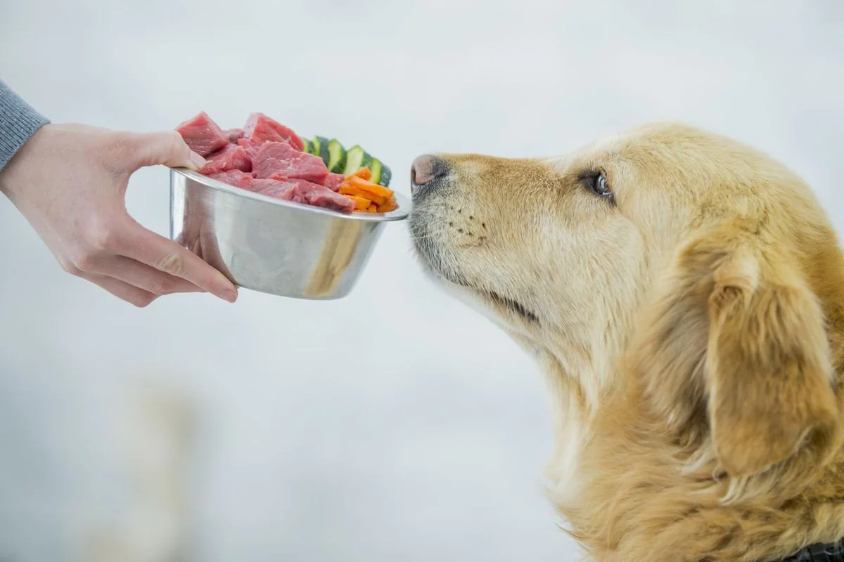 Dog being offered a balanced meal