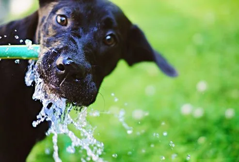 Dog drinking fresh water on a warm day