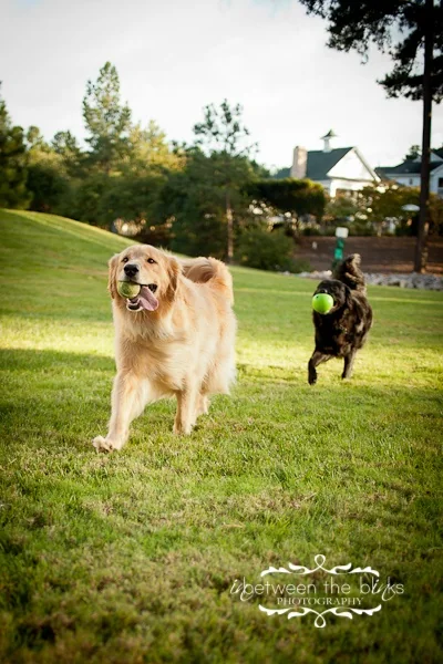 Two dogs exercising outdoors with their toys