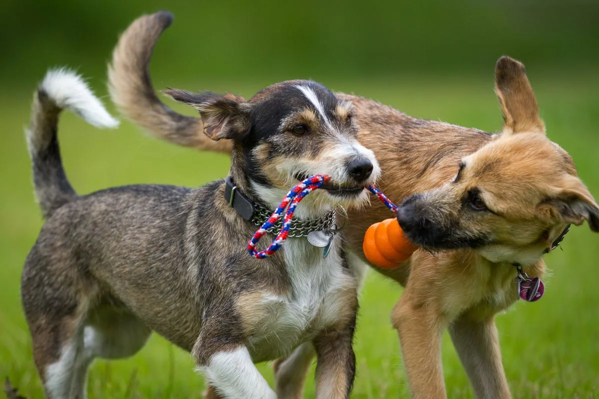 Two dogs socialising through supervised play