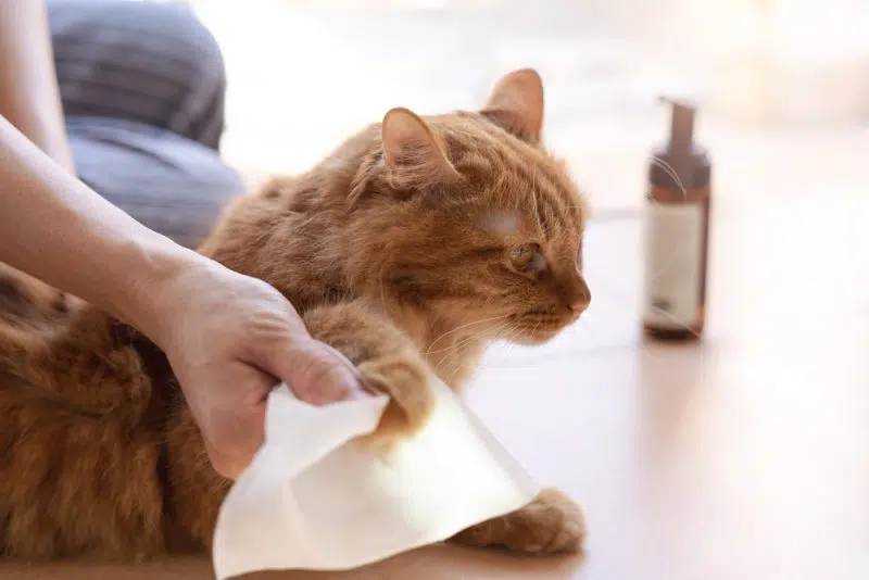 Cat being refreshed with a waterless grooming cloth