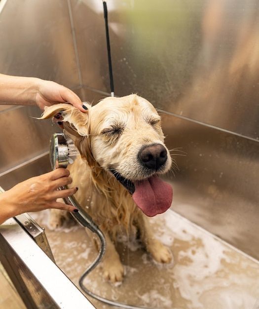Happy dog being professionally groomed and bathed
