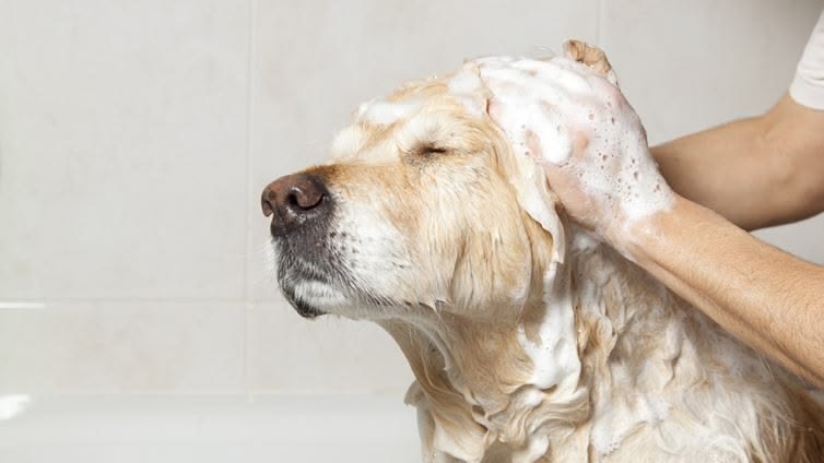 Dog receiving a gentle skin-care bath