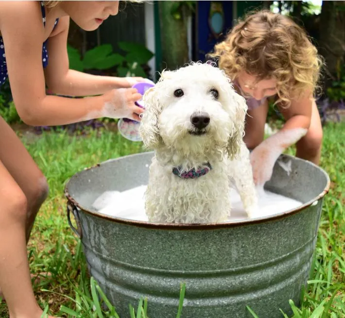 Happy dog being bathed and groomed