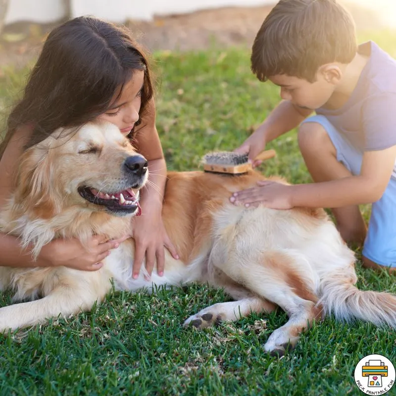 Long-haired dog prepared for careful grooming