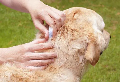 Pet owner gently checking a dog's coat for ticks