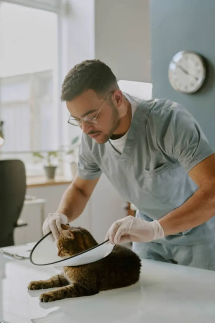 Dog receiving gentle skin and coat care