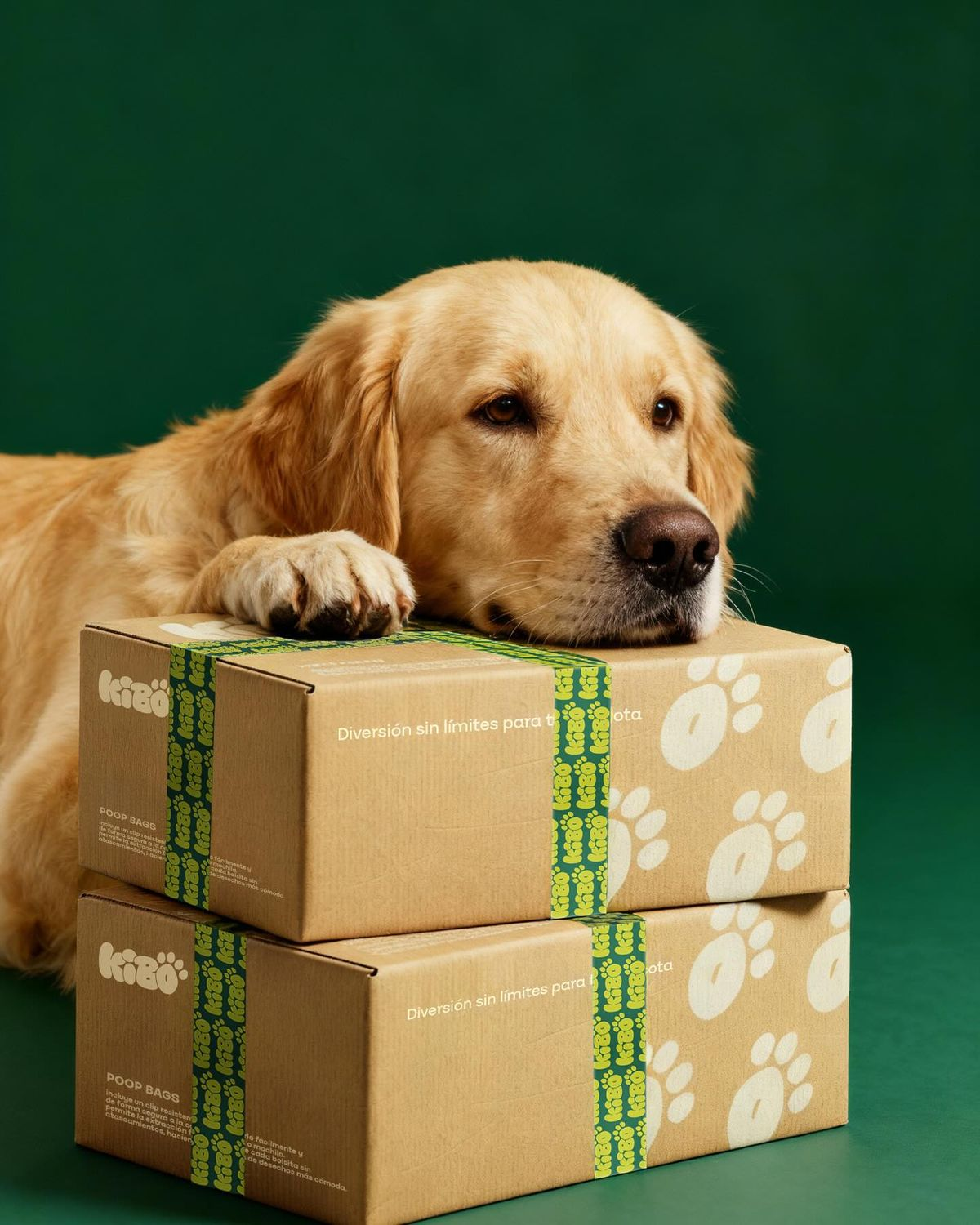 Golden retriever resting its head on stacked delivery boxes
