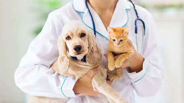 Vet holding a cocker spaniel puppy and a ginger kitten