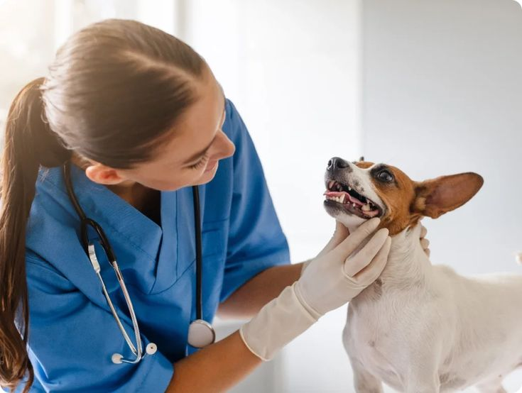 Veterinarian in blue scrubs gently checking a happy terrier